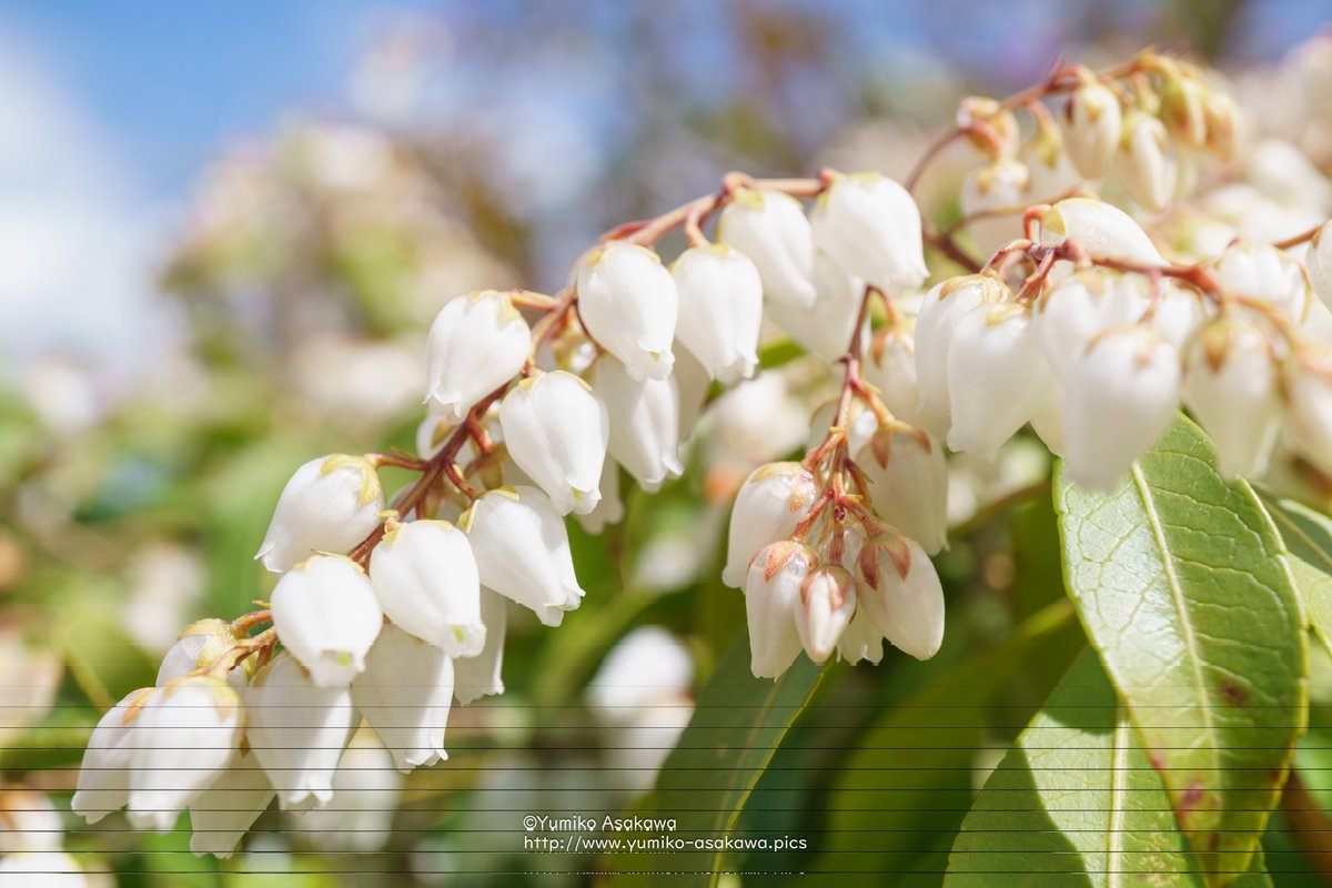 アセビさん♪
可愛い小さなお花がいっぱい♪

#アセビ
#japaneseandromeda
#馬酔木
#花 
#白い花 
#白
#春
#2023年春
#flowers 
#whiteflowers
#flowerphotography 
#nature 
#naturephotography 
#spring 
#Spring2023