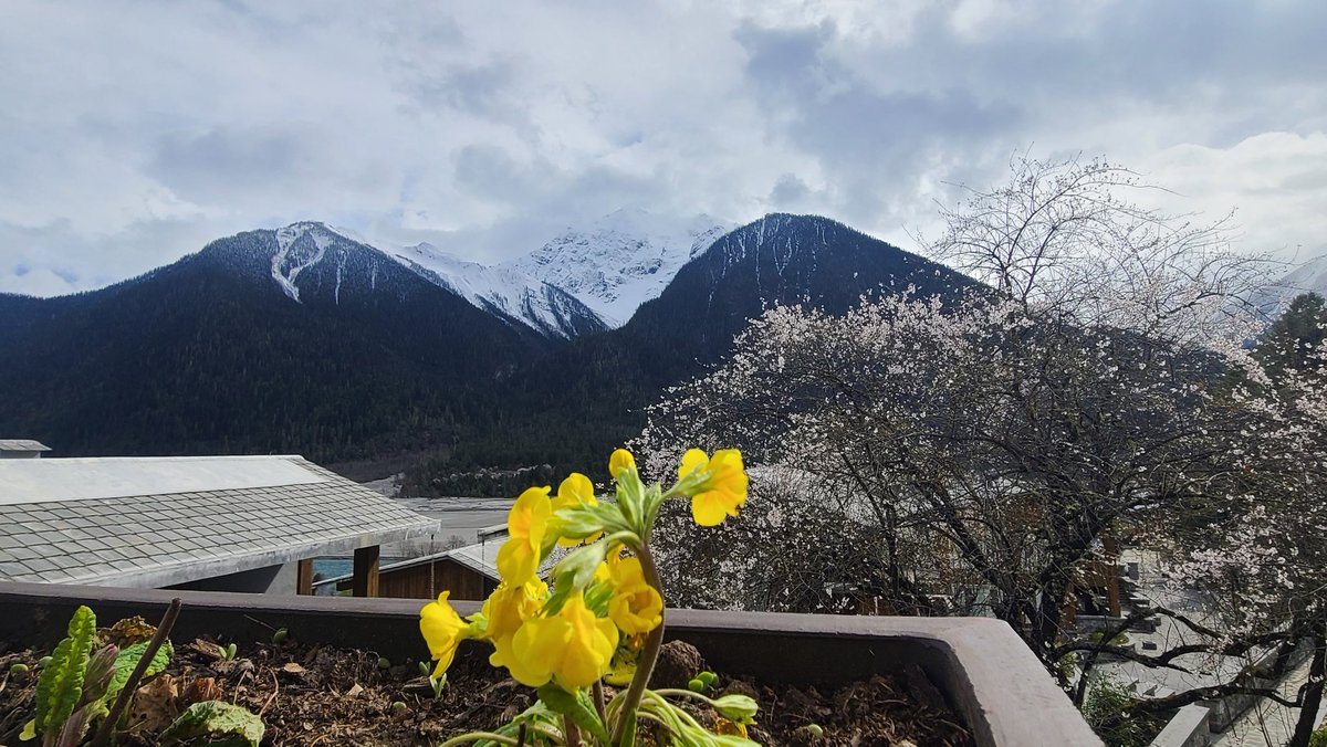 dzz_xx's tweet photo. 桃花雪山 https://t.co/9CjY9ScBNI