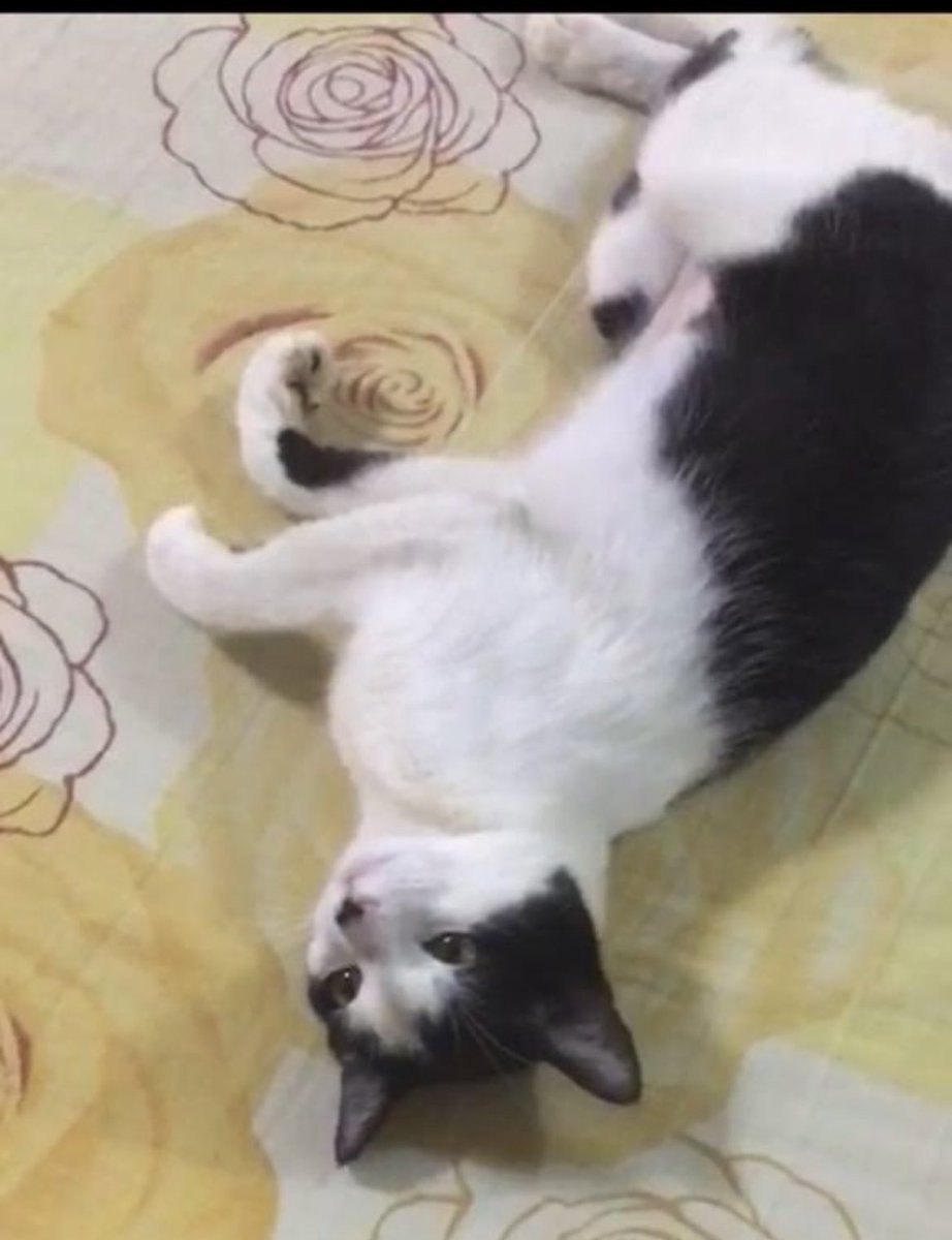 Buscando a LULÚ mañana en el Safari Carabobo . RT