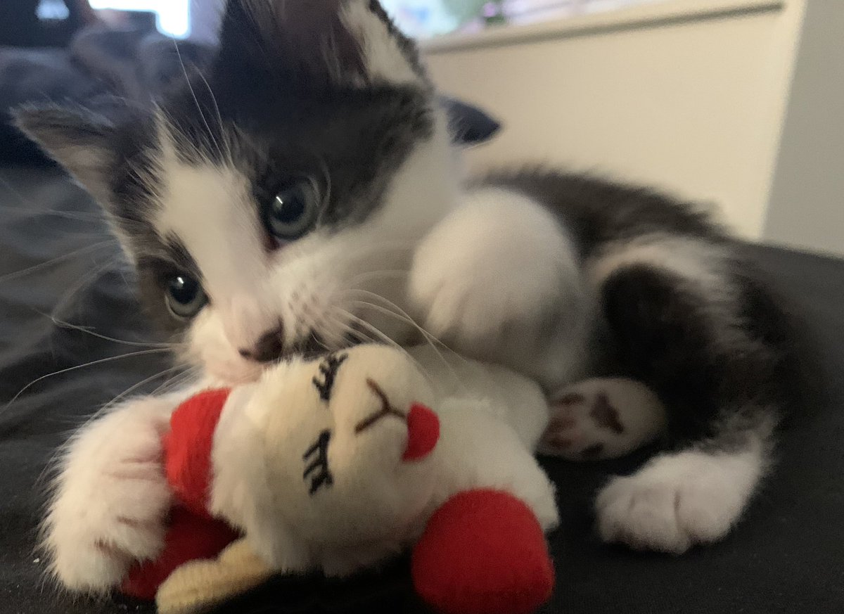 my niece, Luna, who was adopted on the new moon 🥹🥹🥹🥹SHE’S SO SMALL