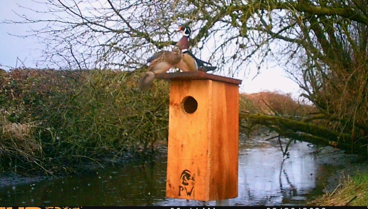 czarofbar's tweet image. Well that didn’t take long!! Already seeing birds on the #nestingboxes !!! #pittwaterfowlers #woodducks