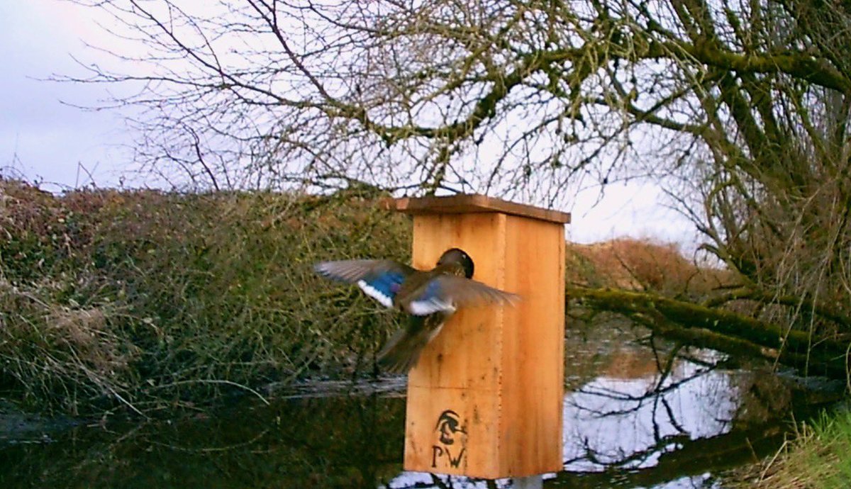 czarofbar's tweet image. Well that didn’t take long!! Already seeing birds on the #nestingboxes !!! #pittwaterfowlers #woodducks