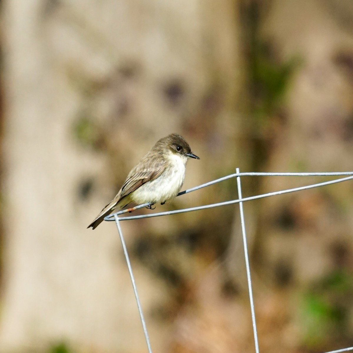 I think this li’l birb is an Eastern Phoebe—am I correct?
🐦 
#birds #ncbirds #birdwatching #EasternPhoebe