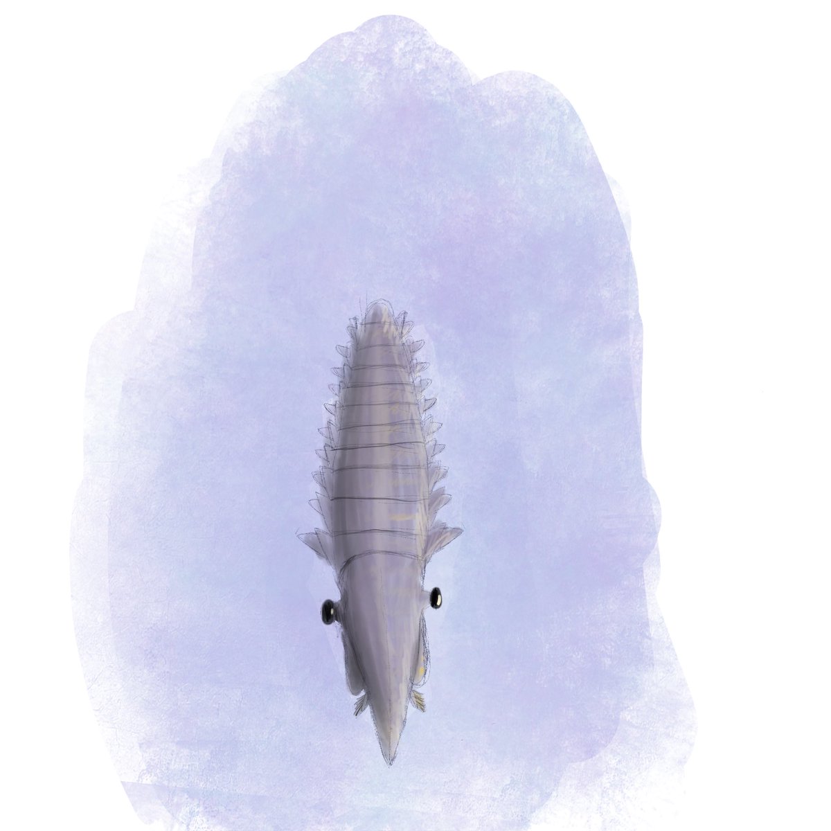 I just joined my first #paleostream flocking and we drew aegirocassis ! This was made in about 20 minutes