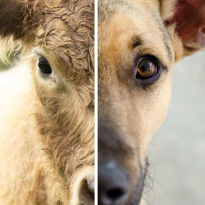 Dr. Faraz Harsini tweet media