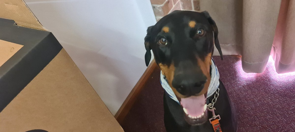 tillydogtimperm tweet media