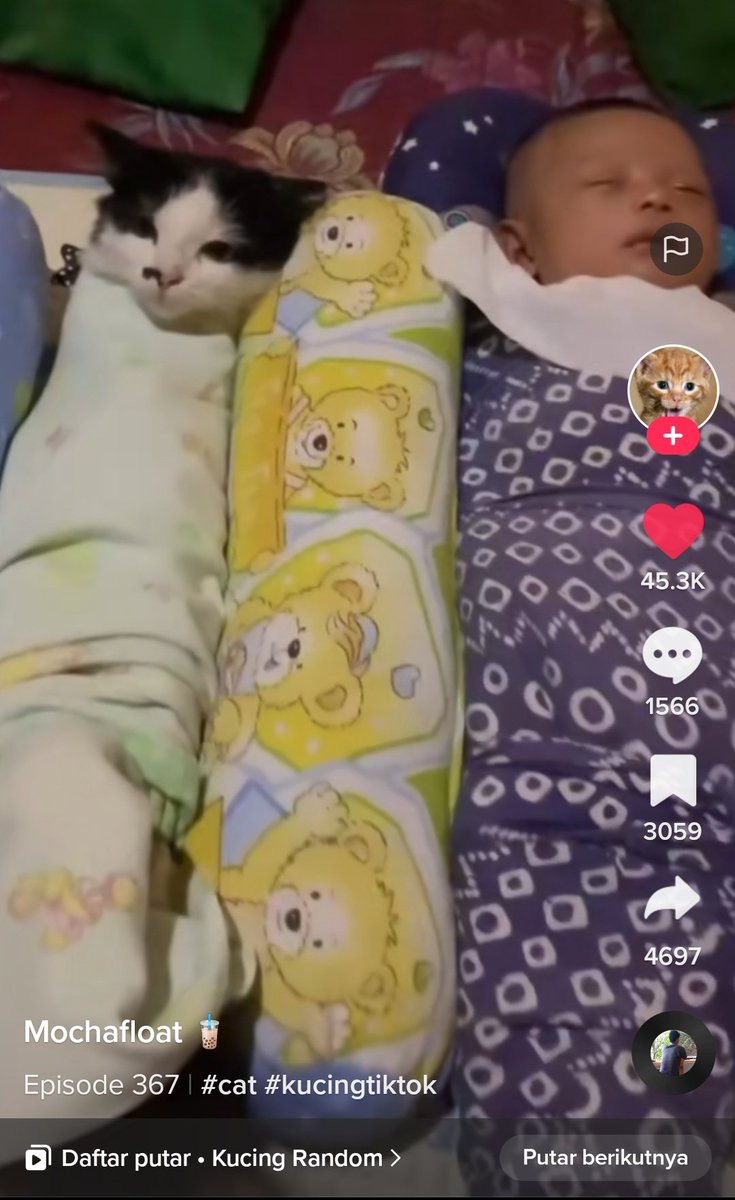 kochengfs's tweet photo. udah liat ini blum? 🐈 nyaa ikutan dibedong jugaa hahahah😭😭 https://t.co/SduFnvbvsd