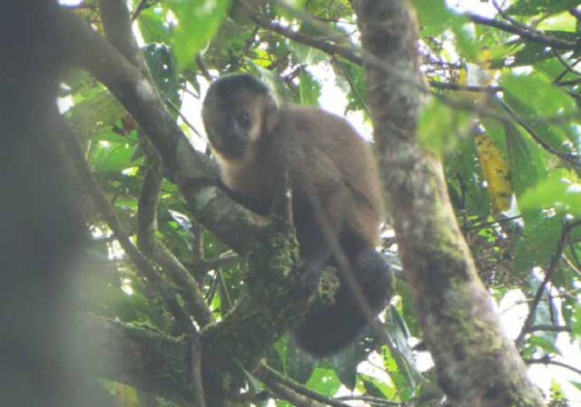 LuisLopezRa's tweet photo. Descubrimos nuevas poblaciones de #PeruvianYellowTailedWoollyMonkey en Región Amazonas, esclarecemos la distribución de🐒y analizamos las amenazas con MIRADI https://t.co/4IwJoL06bs #PrimateConservation https://t.co/iigo3qaYcQ