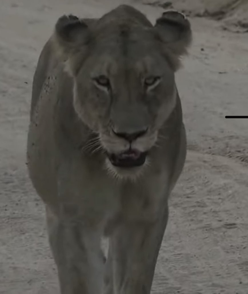 MichaeFleetwood's tweet photo. It doesn’t get more “Nkuhuma” than this. Talamatis are great, but there is no pride quite like the Nkuhumas. #NkuhumaPride #PDTV #AvocaMale #WildEarth https://t.co/tFfovqPqyL