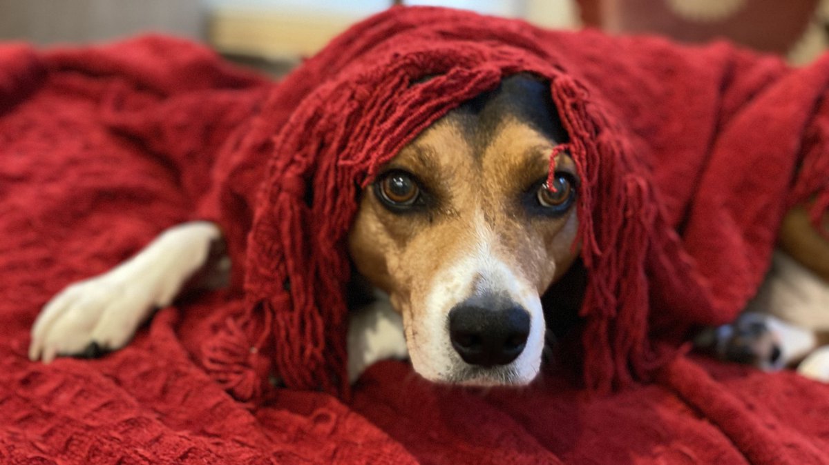 Beagle as Medusa #dogs #beagles