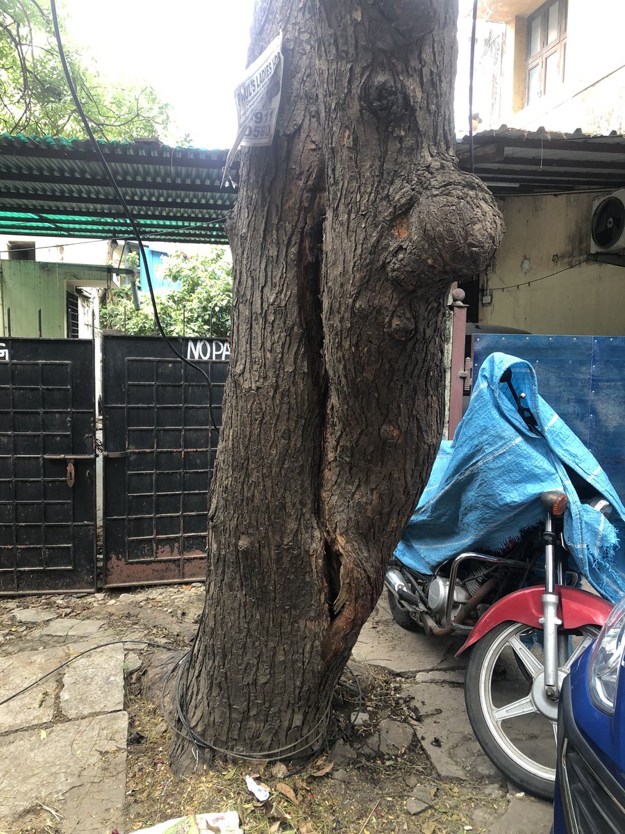 SudharsanSubash's tweet photo. @chennaicorp @PriyarajanDMK The neem tree is present at Metha Nagar Playground near Muthu Pharmacy, the said tree is in position to fall down at at time its a long grown tree which gave shelter and shape  but now its in a highly risky phase Kindly need to immediate action on this https://t.co/p2Pmrj6qgD