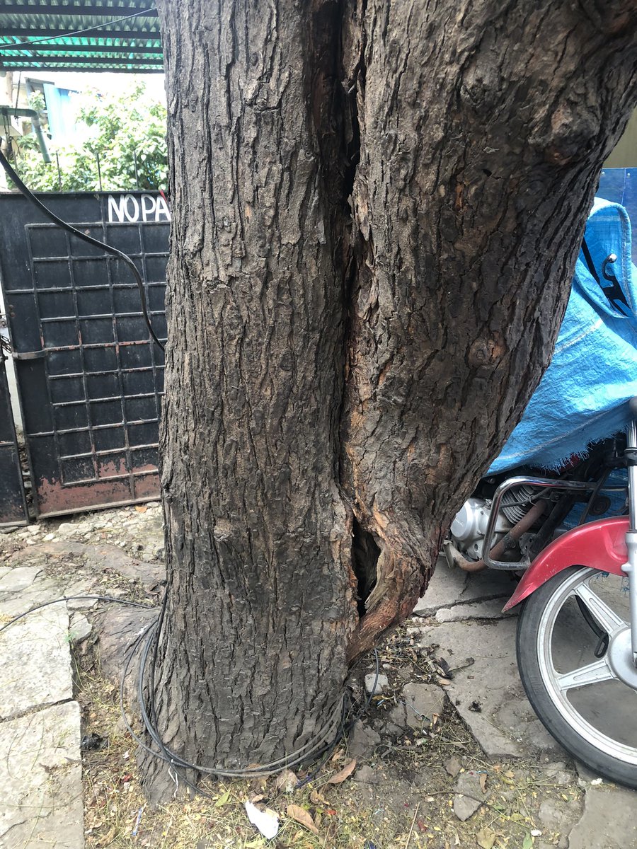 SudharsanSubash's tweet photo. @chennaicorp @PriyarajanDMK The neem tree is present at Metha Nagar Playground near Muthu Pharmacy, the said tree is in position to fall down at at time its a long grown tree which gave shelter and shape  but now its in a highly risky phase Kindly need to immediate action on this https://t.co/p2Pmrj6qgD