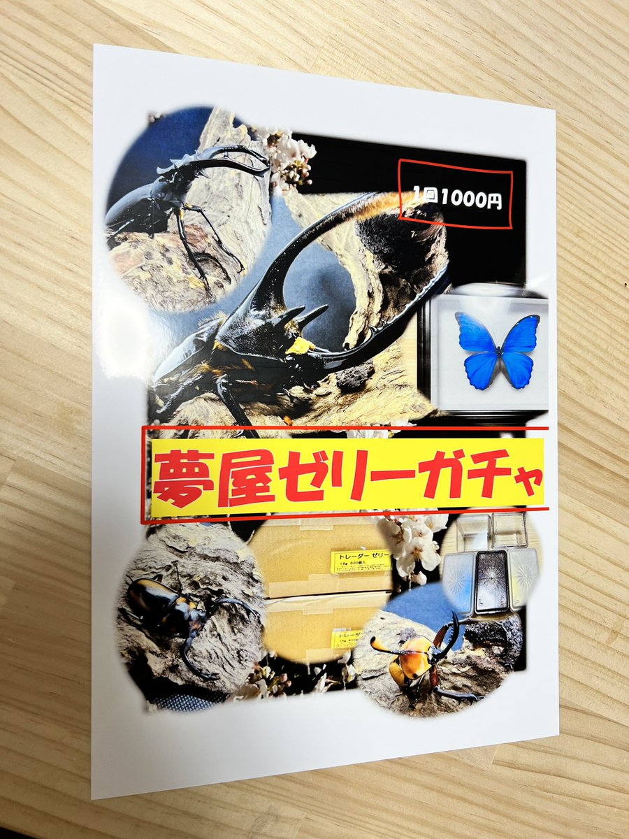 ちょっとずつ内容公開します‼️

飽きちゃうので、1等から🫣

1等(4/100本)

・ネプチューンオオカブト(コロンビア　サンタンデール) ペア

・ユダイクスミヤマクワガタ(トルコ)ペア

・モルフォ蝶　標本(BW社製ドイツ箱入り)

・グラフィックハンドバッグ(ネオプレン製)

2〜5等、ラストワンは後ほど  