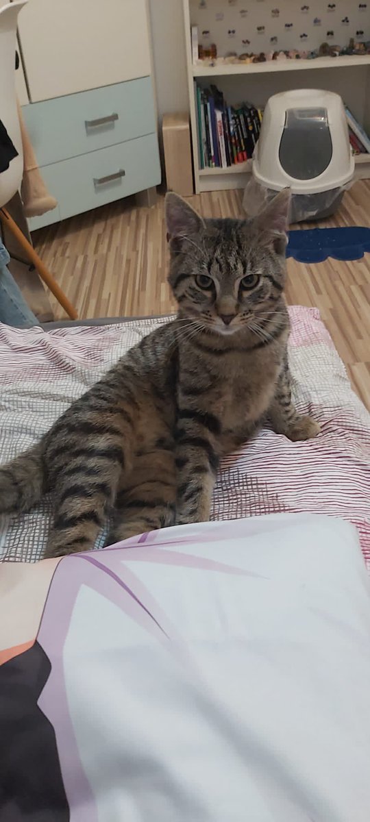 SeepferdchenS tweet media