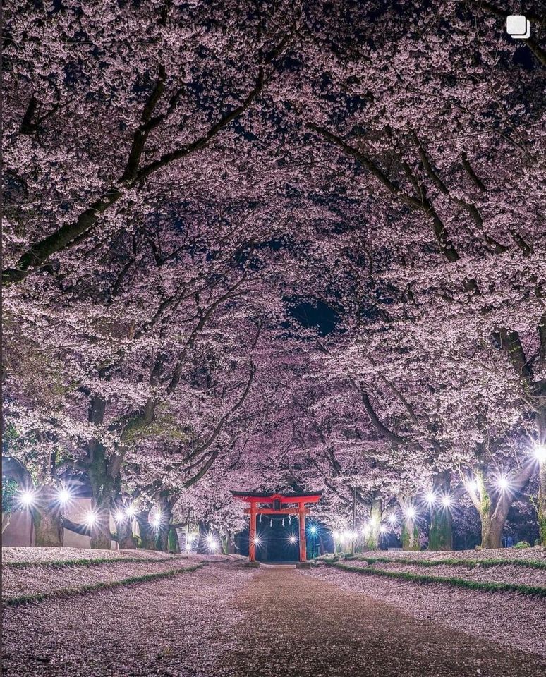 Japan_Australia's tweet photo. The Kanto region of Japan is home to some fantastic sakura spots including this one at Higashifukida Tenman Shrine in Ibaraki Prefecture #Ibaraki #Japan #travel 

📌 Higashifukida Tenman Shrine, Ibaraki Prefecture
📸 Photo by Kyoko Ueda https://t.co/DlQNkzHzlh