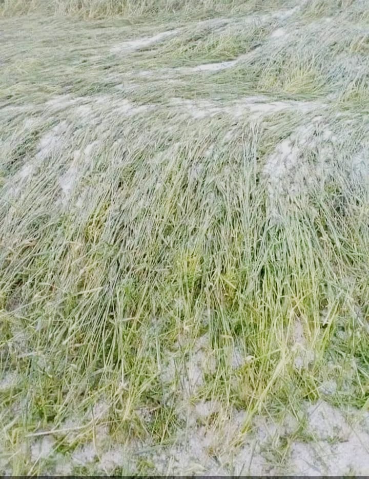 niveditavarshne's tweet photo. Here's more on the devastation from #Bundelkhand 
District - Sheopur
Block - Vijaypur
Village - Shyampur @MgsaIndia. If only #cropinsurance would work for the marginal farmers #ClimateActionNow https://t.co/Z4JudPsTVc