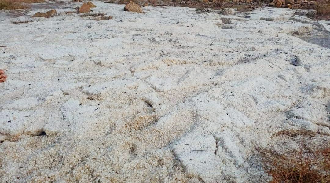 niveditavarshne's tweet photo. Here's more on the devastation from #Bundelkhand 
District - Sheopur
Block - Vijaypur
Village - Shyampur @MgsaIndia. If only #cropinsurance would work for the marginal farmers #ClimateActionNow https://t.co/Z4JudPsTVc