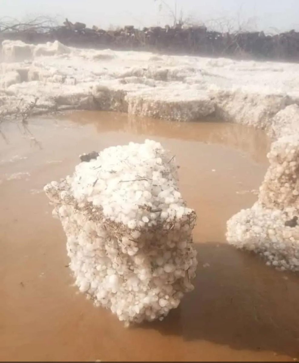 niveditavarshne's tweet photo. Here's more on the devastation from #Bundelkhand 
District - Sheopur
Block - Vijaypur
Village - Shyampur @MgsaIndia. If only #cropinsurance would work for the marginal farmers #ClimateActionNow https://t.co/Z4JudPsTVc
