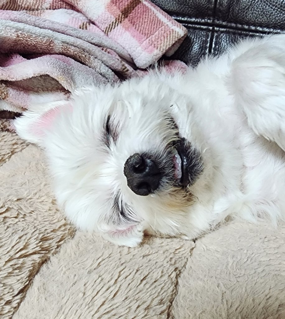 요즘잘자 쿨도그
웃으면서 자는 착한꿀멍이