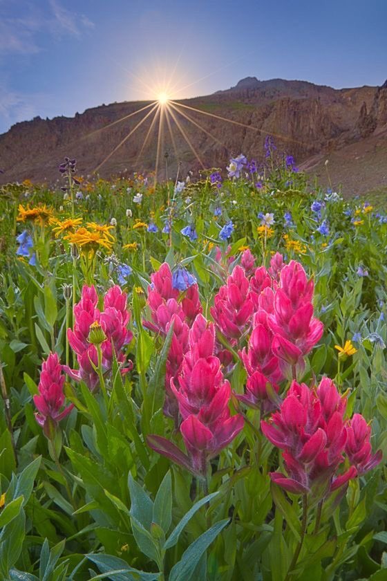 VieNatureSavoir's tweet photo. Good morning 🌹🍀🌞🍀🌹 https://t.co/TjjAKO0wKV