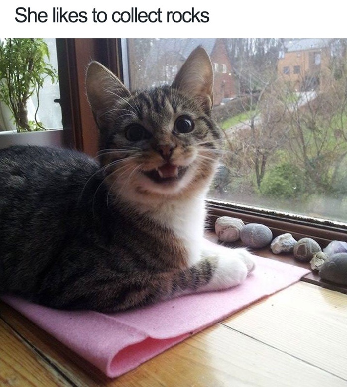 WholesomeMeme's tweet photo. https://t.co/j1zmLb2p0D