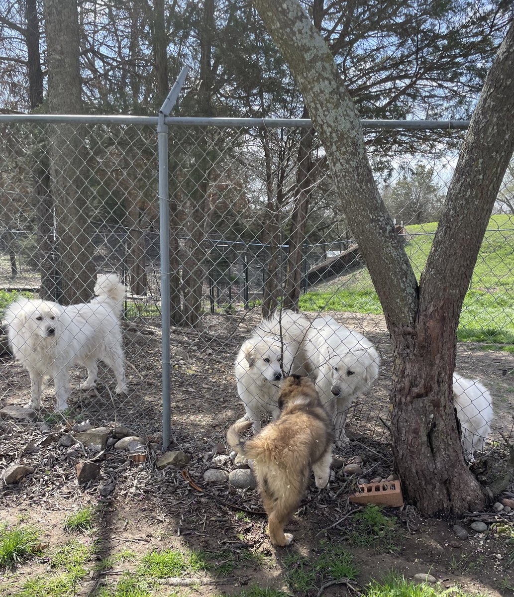 BluebonnetRescu's tweet photo. Puppy Zenas gets acquainted with Ike (left) and Vader while Harry (far left) looks on. #greatpyreneesofinstagram #greatpyrenees #instapuppy #bluebonnetrescue #adoptme #availableforadoption https://t.co/rKJgHjbJHQ