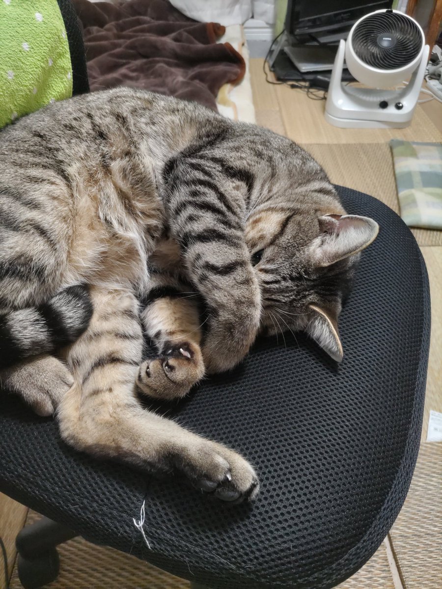 kigineko8's tweet photo. 定位置…。
君がいつも占領してるから
PCが触れない…。
#猫のいる暮らし #キジトラ猫 https://t.co/9e7zamh5at