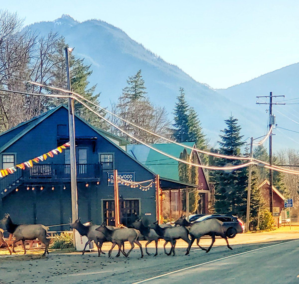 Looks like the elk are taking their sweet time on their commute in Packwood! 🦌🚗 Don't honk; just let them enjoy the scenery. While you're at it, make sure to follow the principles of leave no trace! Don't feed the elk, keep wildlife wild.🌲 #recreateresponsibly