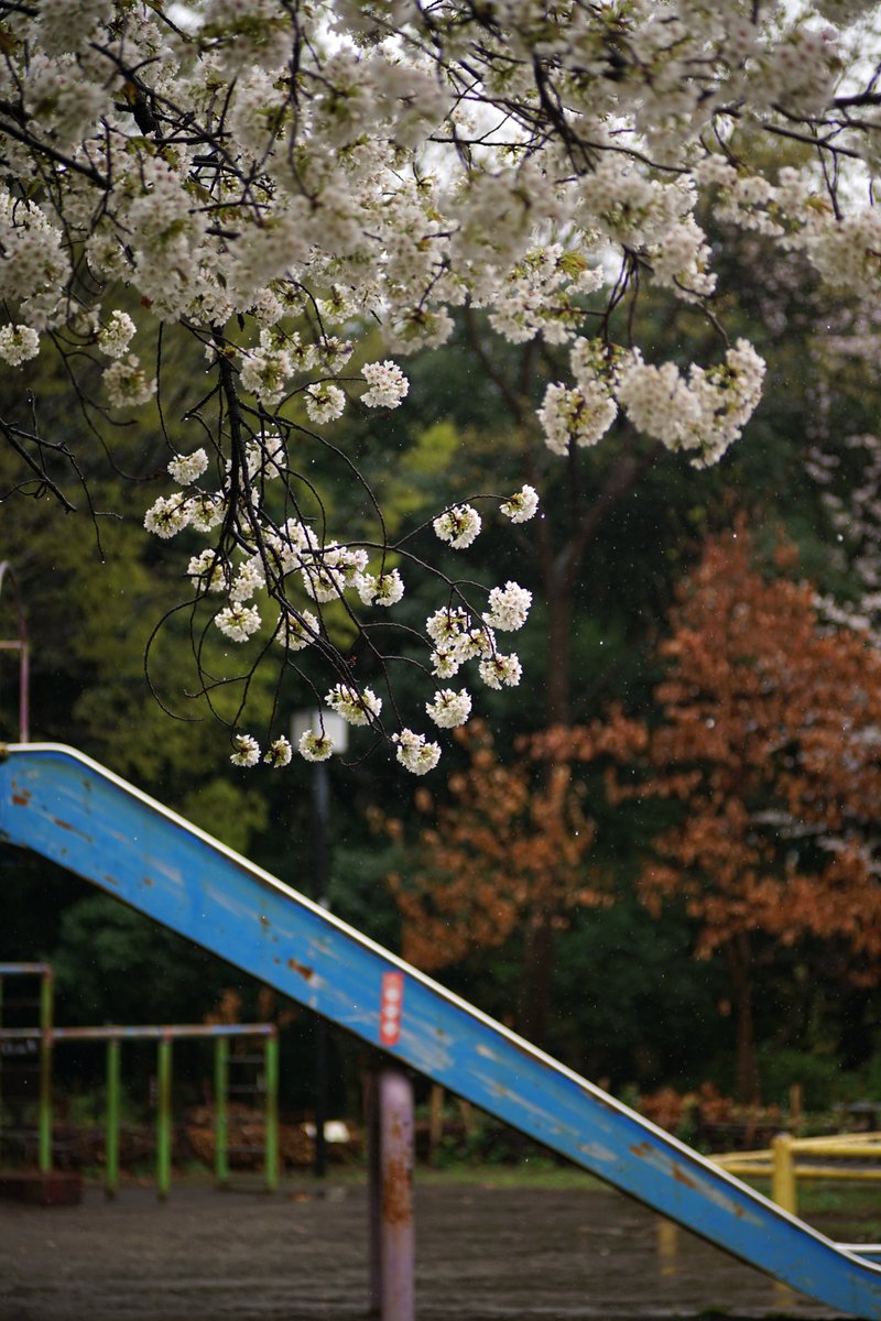 k_photo_tokyo's tweet photo. 目黒川 2023
KIPON #IBERIT 75mm F2.4
#photography #写真好きな人と繋がりたい #ファインダー越しの私の世界 https://t.co/CBJEvsz731