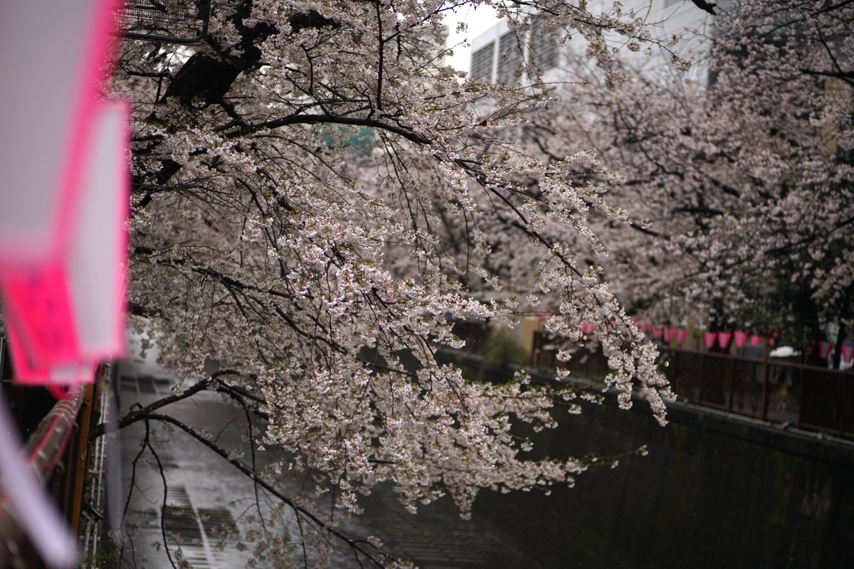 k_photo_tokyo's tweet photo. 目黒川 2023
KIPON #IBERIT 75mm F2.4
#photography #写真好きな人と繋がりたい #ファインダー越しの私の世界 https://t.co/CBJEvsz731