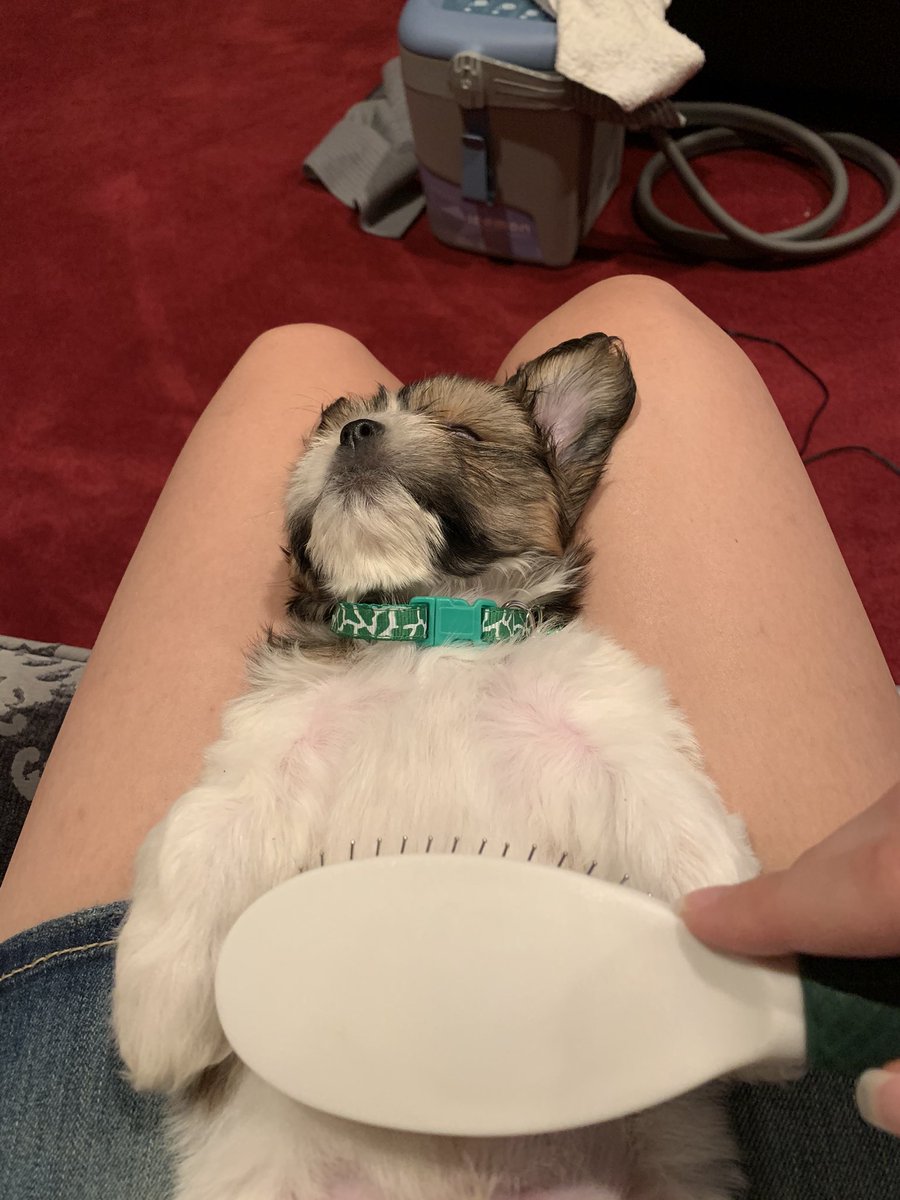 Throwing it way back🥺 

#shihtzu #puppy #cutedog #shihtzupuppy #doggo #cutepuppy