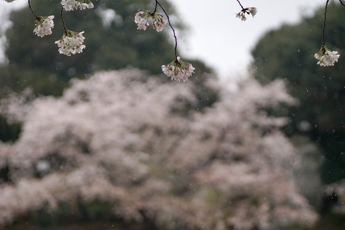 k_photo_tokyo's tweet photo. 目黒川 2023
KIPON #IBERIT 75mm F2.4
#photography #写真好きな人と繋がりたい #ファインダー越しの私の世界 https://t.co/CBJEvsz731