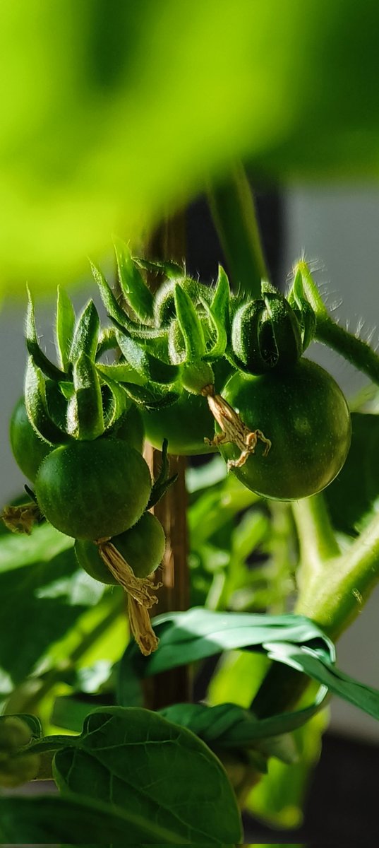 arpitbhtnagar's tweet photo. Morning Bliss๐
Cherry Tomatoes from the kitchen garden...
#Timatar #OrganicFarming https://t.co/PgatpToXAK
