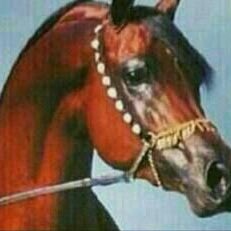 Sayd03616976's tweet photo. #صورة_جديدة_للملف_الشخصي https://t.co/4Q5bOoM6Ut