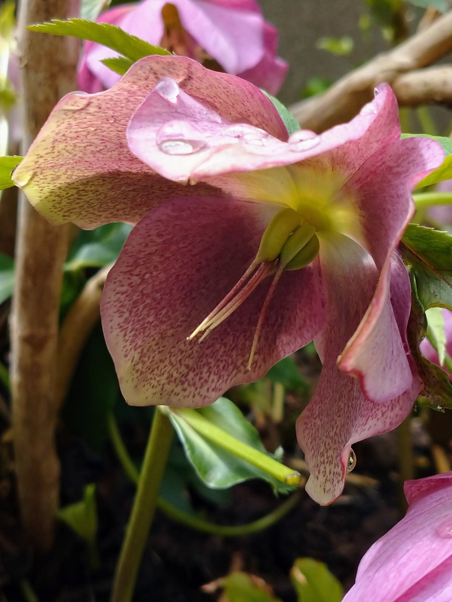 Lot415's tweet image. 雨上がりのクリスマスローズです。#クリスマスローズ #花