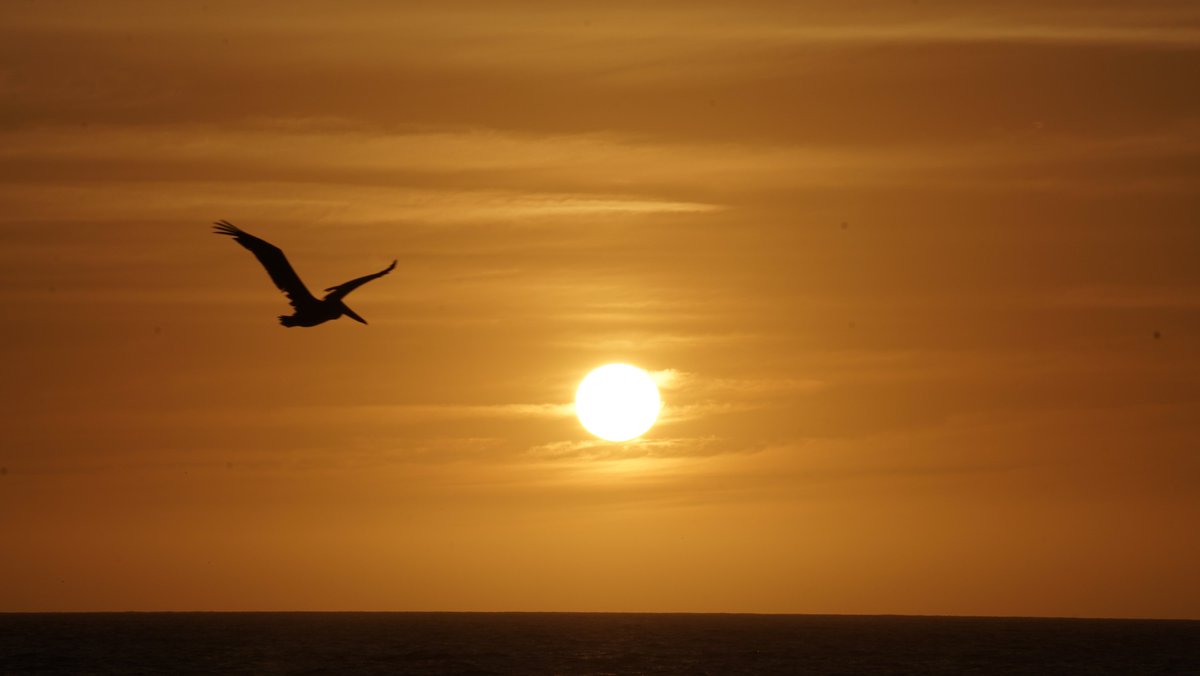 Sunset Snaps tweet media