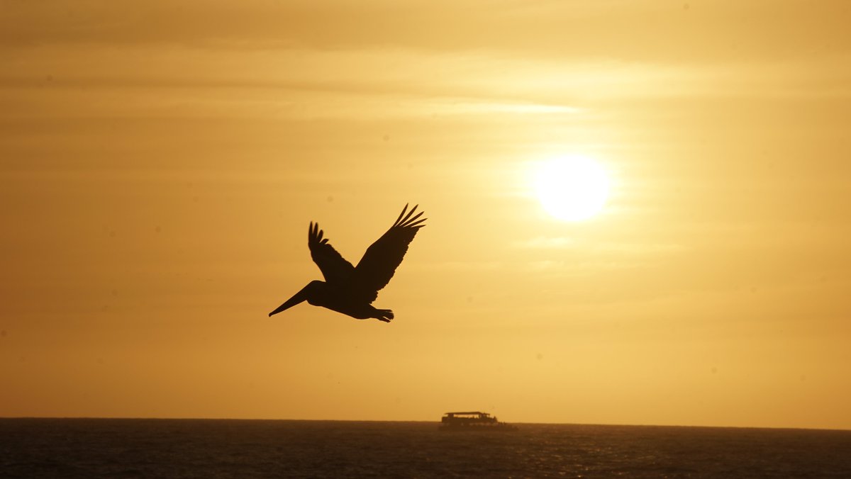 Sunset Snaps tweet media