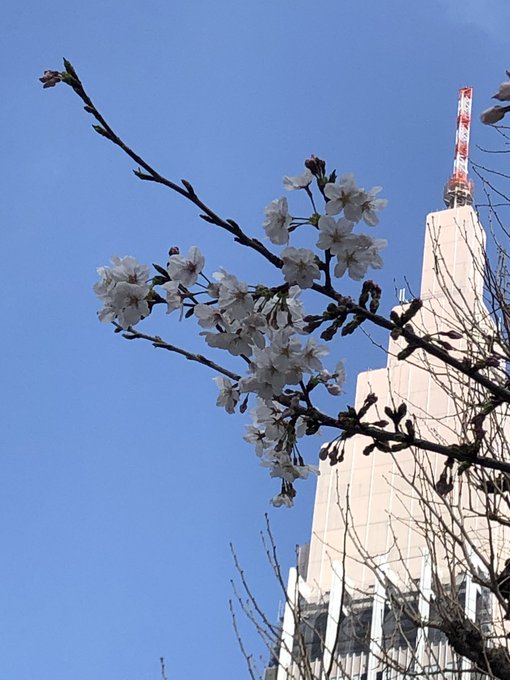 雨続くなぁ
先週晴れ間にカンタン花見しといて正解だった 