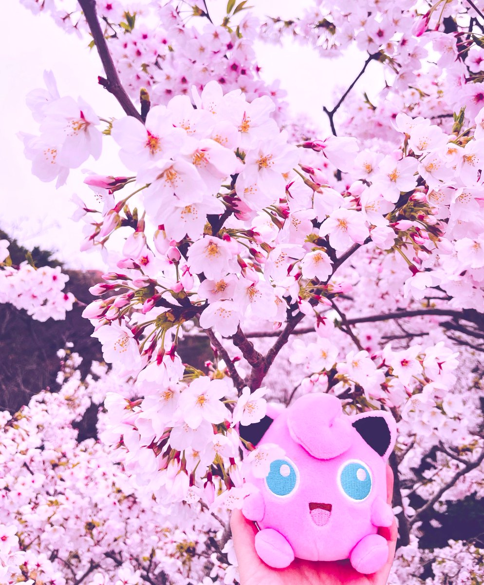 Pinkmeep_'s tweet photo. #Jigglypuff in #Jeju 🎈🌸💖
#プリンワンドロ #푸린 #プリン #プリンの日 #purin #rondoudou #pummeluff https://t.co/o61EmRlBYJ