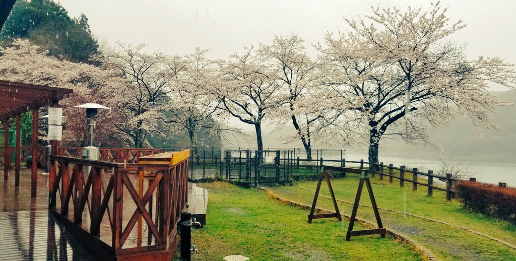 CafeChicken's tweet photo. #桜　は、咲いた…急に一気に咲いた…
あっというまに満開…でもね…雨続くよねぇ…🌸🐔😢

#カフェワイルドチキン　#ラーメン　#CafeWILDCHICKEN #美味しいコーヒー　#宮ヶ瀬　#宮ヶ瀬ダム　#宮ヶ瀬湖畔園地　#山路ファーム　#親子丼　#丹沢滋黒軍鶏　#自転車　#ドライブ　#ツーリング　#キャンプ https://t.co/gKJqEanaOZ