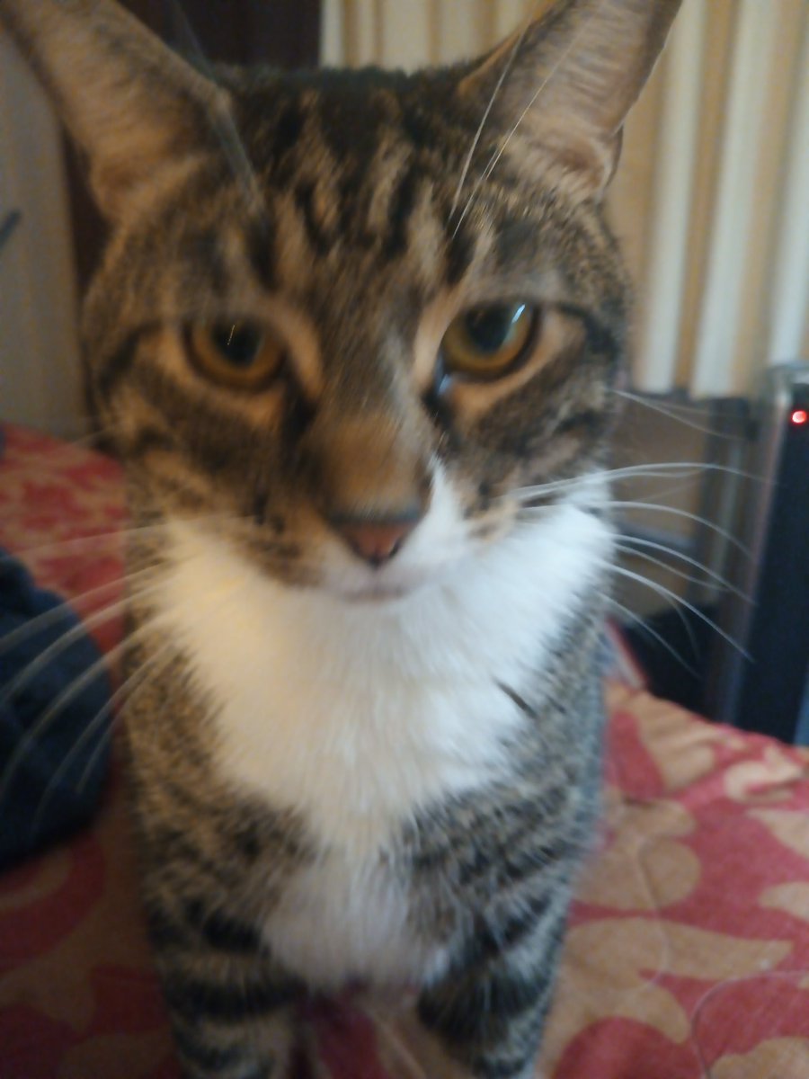 razorbacknerd's tweet image. 