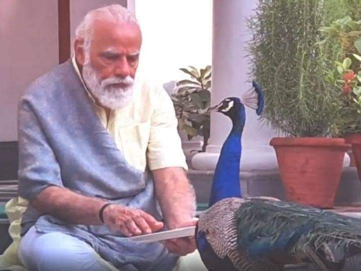 मोर एक राष्ट्रीय पक्षी है
वन्य संरक्षण अधिनियम 1972 के तहत मोर को घर में नहीं पाल सकते, मोर एक वन्य जीव है, घर में मोर पालने पर 6 महीने कारावास और 25,000रू के जुर्माने का प्रावधान है, दम है किसी में जो मोदी जी को सजा करवा पाए हो और उनकी लोकसभा से सदस्यता खत्म करवा सके...