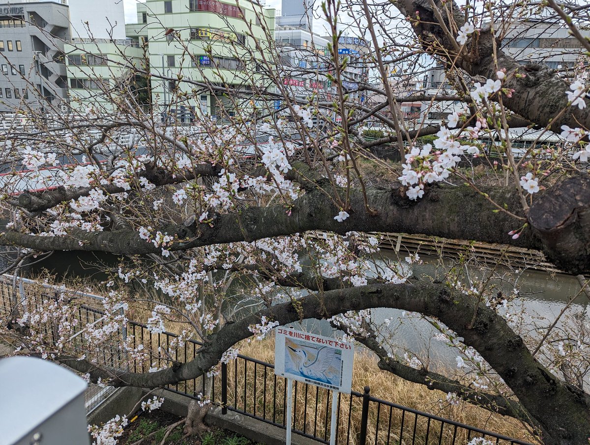 AlohaLumiere's tweet photo. 春だ🌸 https://t.co/fWDEUOHlFi