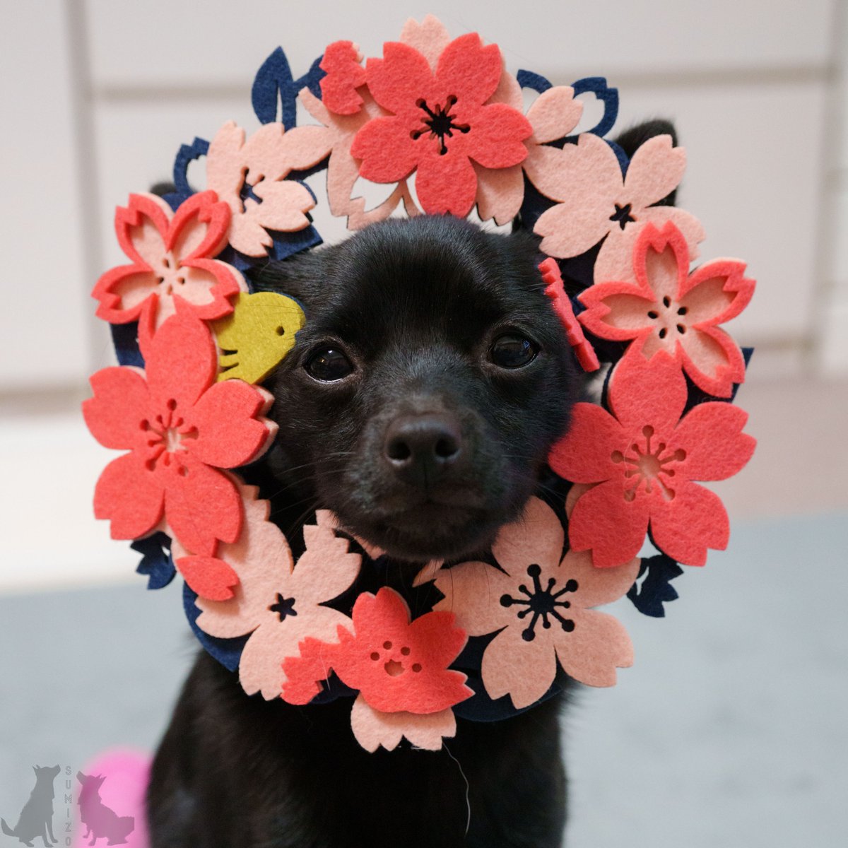 SUMIZOch's tweet photo. 桜ライオン🦁
ウグイスの嘴が顔に刺さっちゃってごめんね😂

#ミックス犬 #子犬 #犬のいる生活 
#チワワ #スキッパーキ 
#桜 #春 #awesomestore #036pets https://t.co/Pn30Bj4RIj