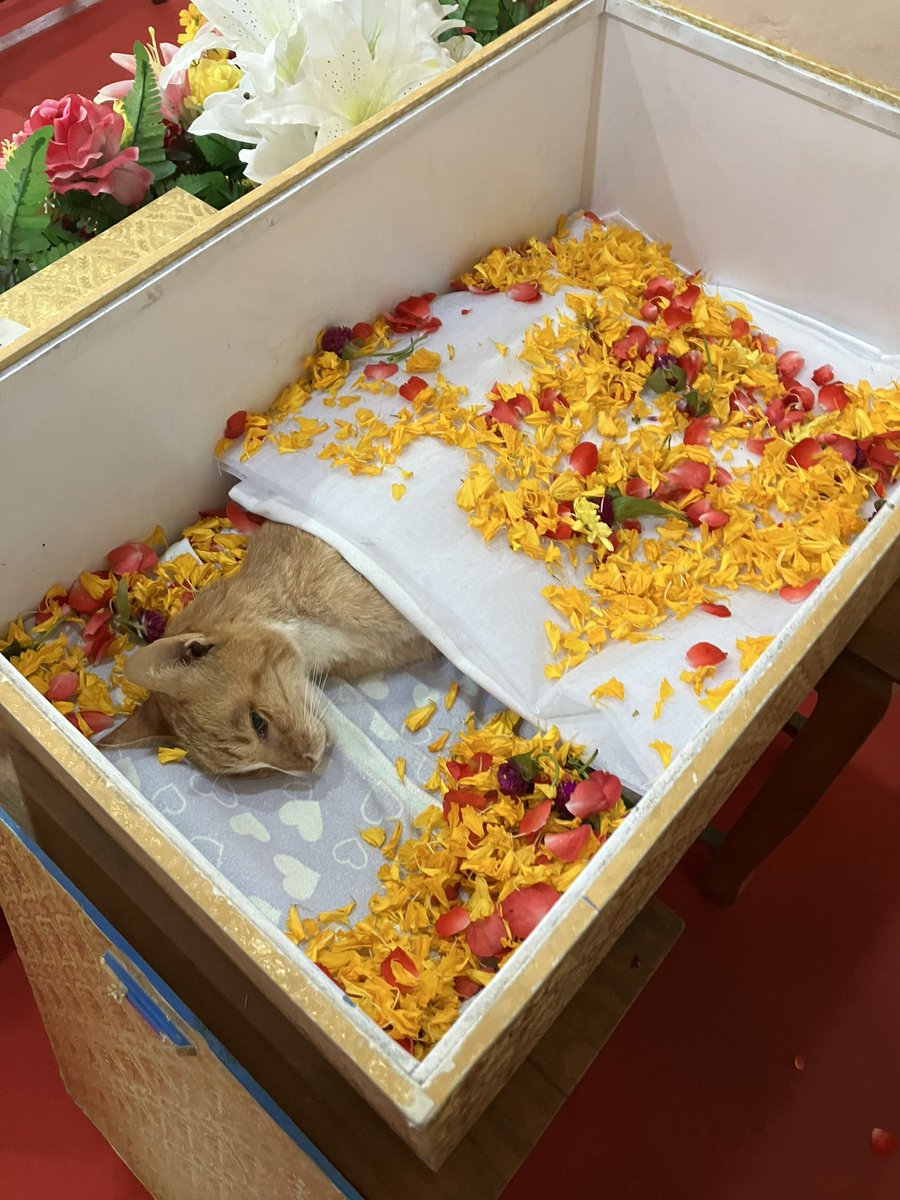 sainlesemajeste's tweet photo. รีวิวที่ไม่อยากรีวิว

ใช้บริการเผาศพสัตว์เลี้ยงของ petfuneralthailand
มีแพคเกจ
- เผากับพิธีเล็กน้อย 1500
- เพิ่มพระสวด +1000
พอเสร็จแล้วจะห่อเถ้ากระดูกมาให้เรา ถ้าจะลอยอังคารกลางแม่น้ำมีจ่ายเพิ่มค่าเรือ https://t.co/gRYMTnPpKf