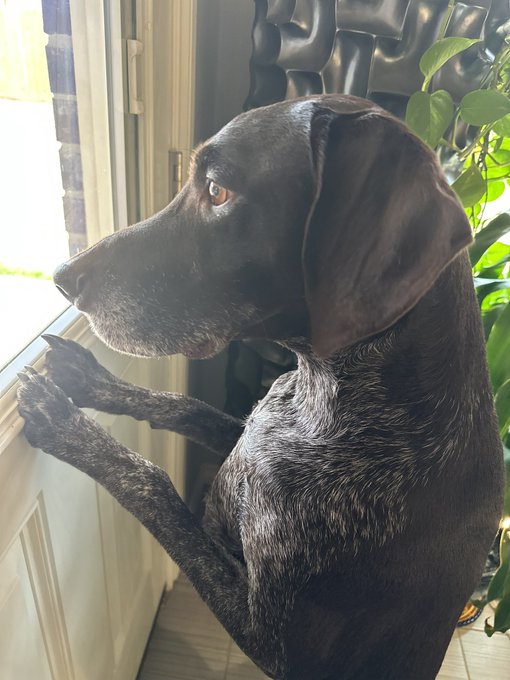 when k.o. sees a squirrel ??? https://t.co/unitO9HR3t