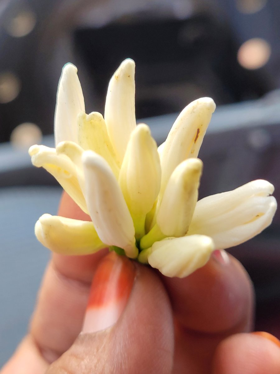 Gayathri_Nathan's tweet photo. #OffRoadJeepRide
#CoffeeFlower
#Cocoa
#Aanakulam https://t.co/c6ty3YmAgZ