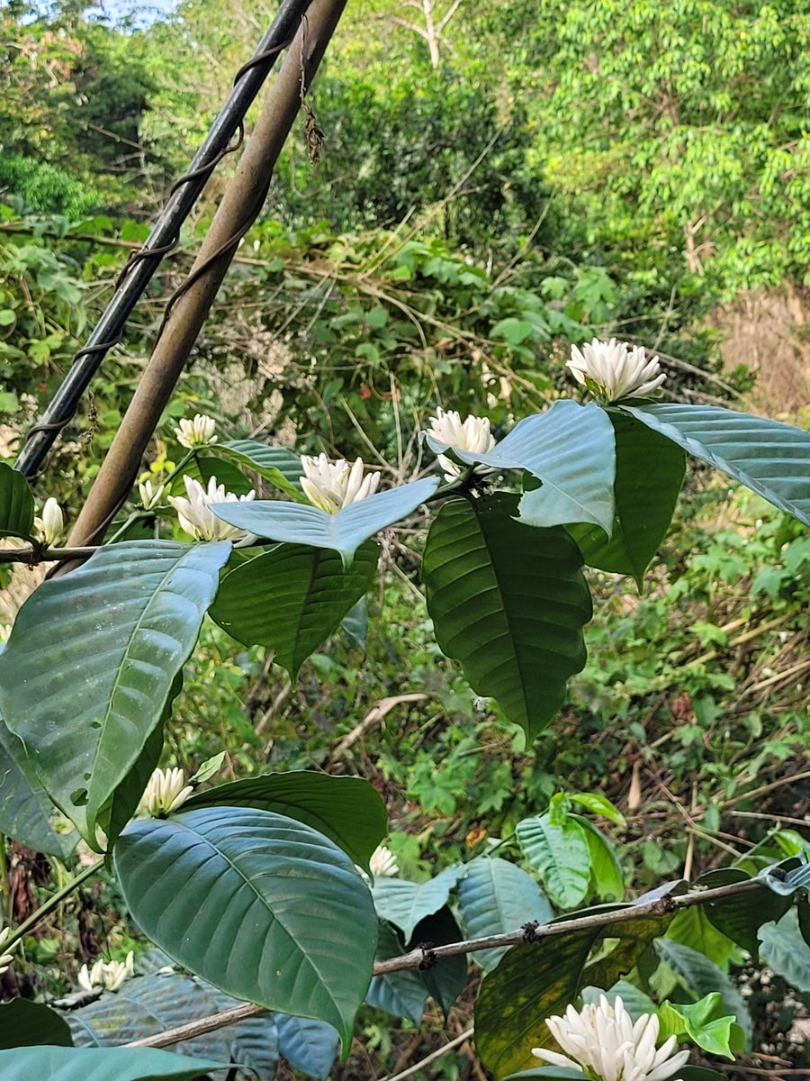 Gayathri_Nathan's tweet photo. #OffRoadJeepRide
#CoffeeFlower
#Cocoa
#Aanakulam https://t.co/c6ty3YmAgZ