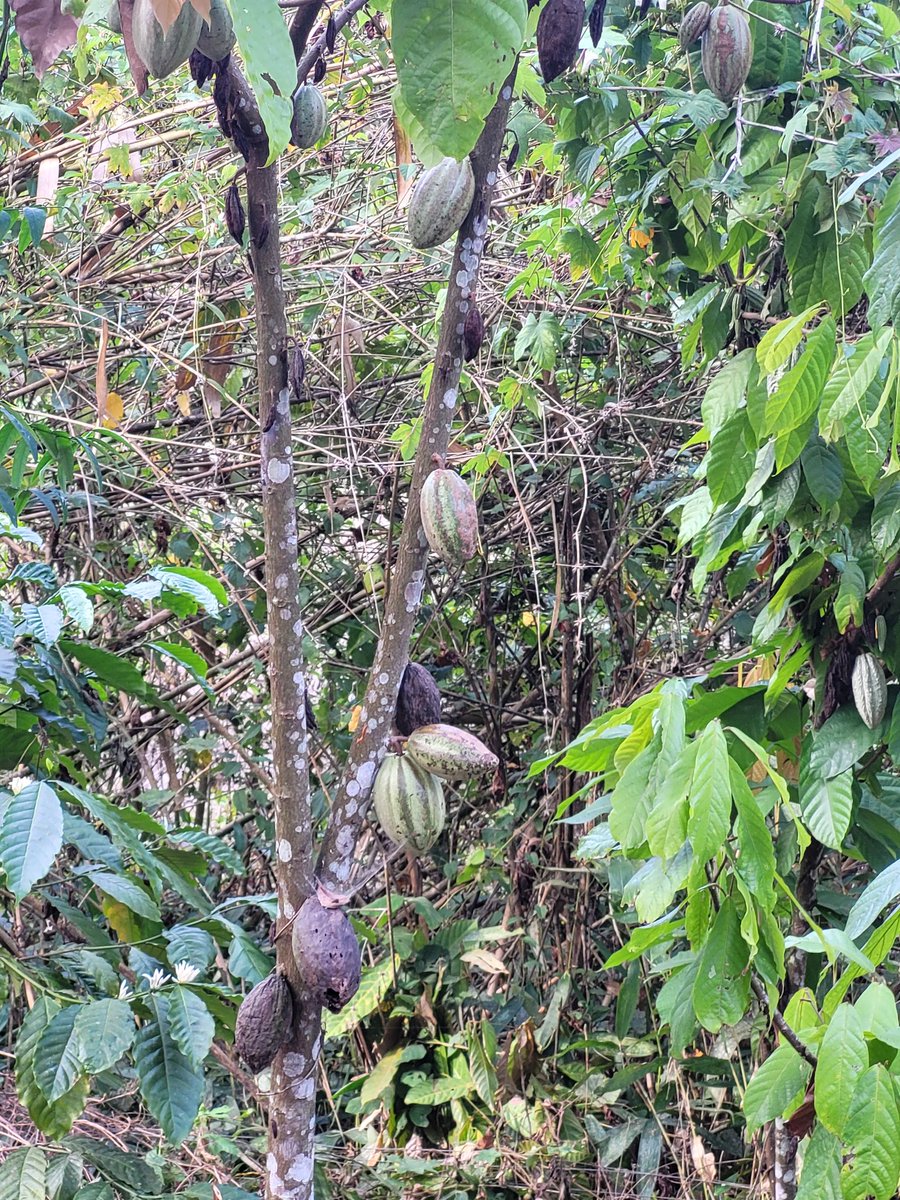 Gayathri_Nathan's tweet photo. #OffRoadJeepRide
#CoffeeFlower
#Cocoa
#Aanakulam https://t.co/c6ty3YmAgZ