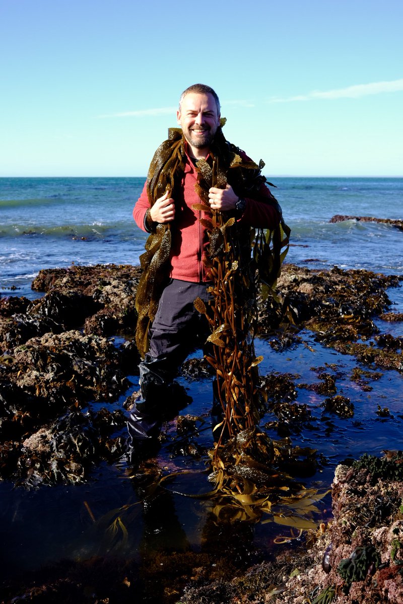 A very happy intertidal ecologist with Macrocystis pyrifera! In Puerto Deseado, Argentina